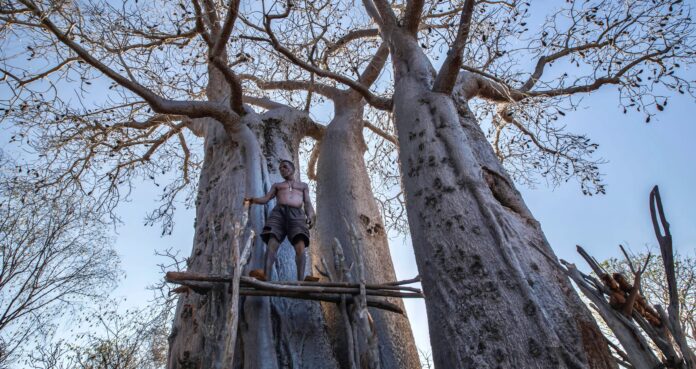 Mamody, the last baobab digger PHOTO STILL 01