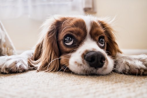 puppy-2785074__340