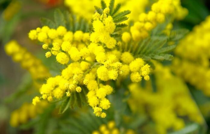 mimose