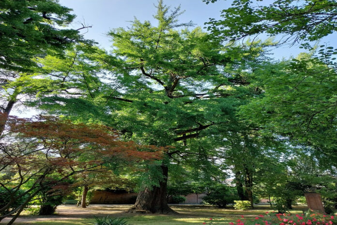 alberi mon