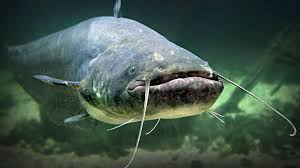 pesce siluro