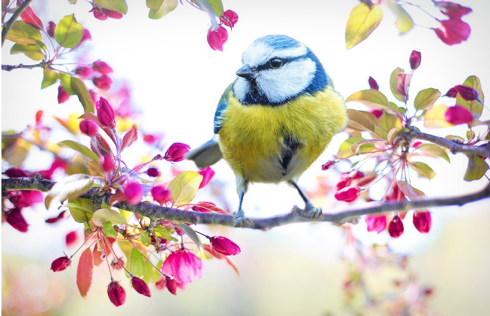 primavera