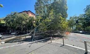 alberi
