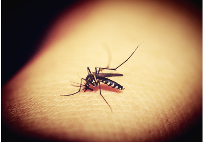 dengue1