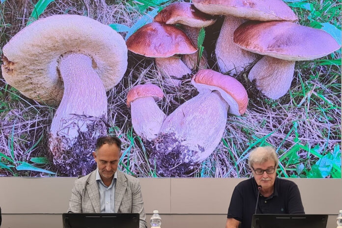 funghi