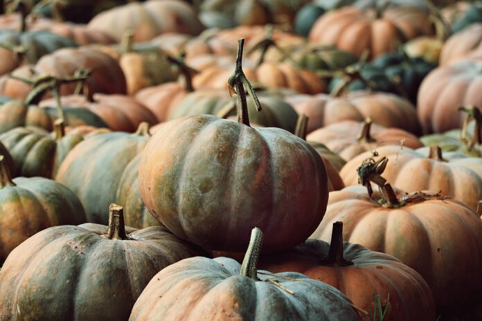 pumpkins-6641314_1280