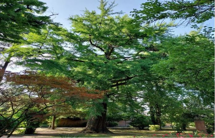 albero