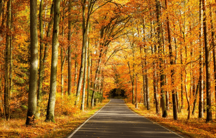 alberi