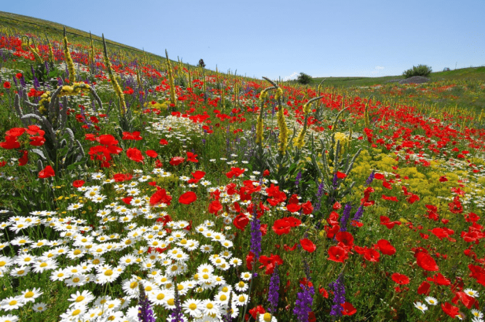 fiori