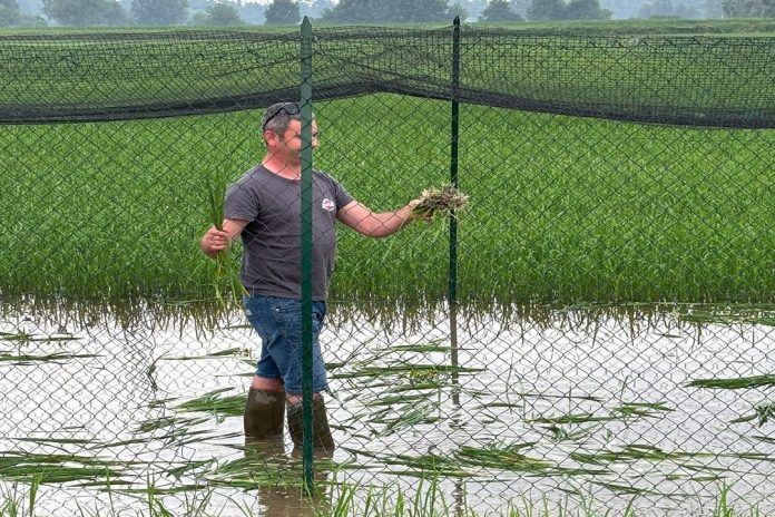 campo riso1
