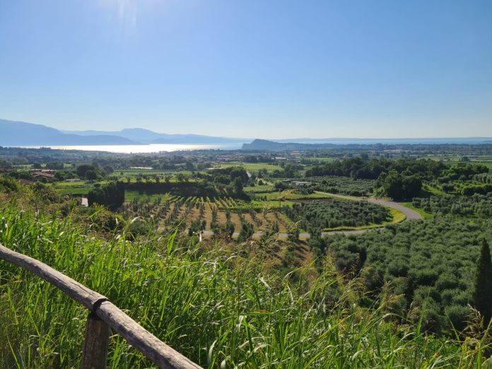 Ulivi del garda