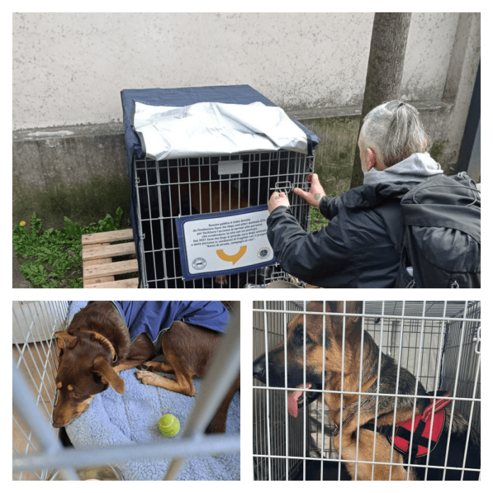 collage box cani