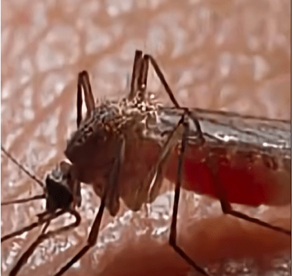 zanzara West Nile