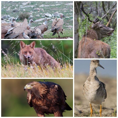 page animali