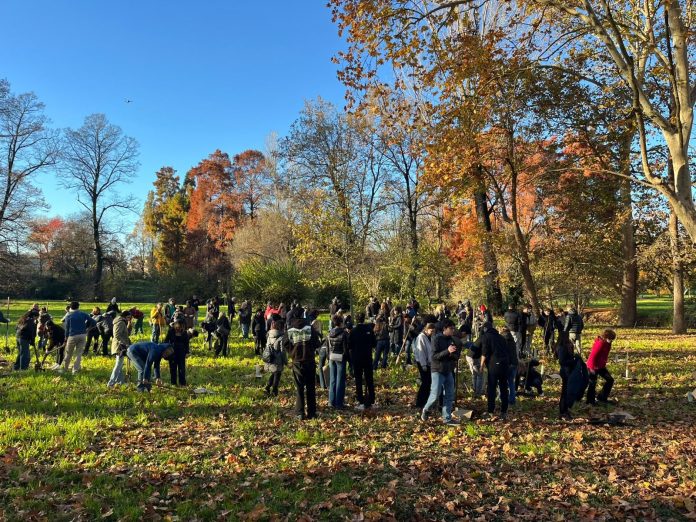 piantumazione alberi