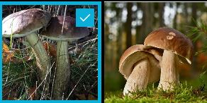 funghi3